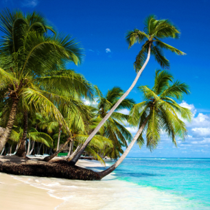 Caribe